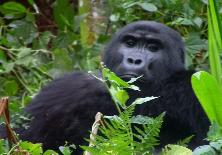 Mountain Gorilla Trekking Countries in Africa