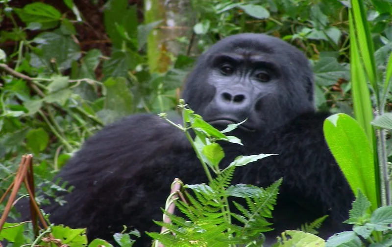 Mountain Gorilla Trekking Countries in Africa