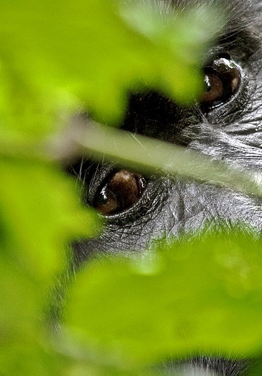 Mountain Gorilla Trekking Countries