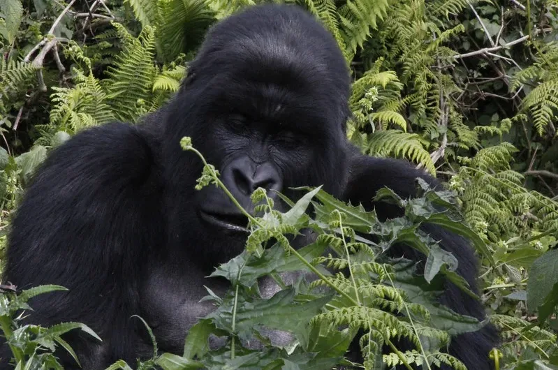 Mountain Gorilla Trekking in Volcanoes National Park, Rwanda.