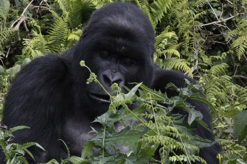 Mountain Gorilla Trekking in Volcanoes National Park, Rwanda.