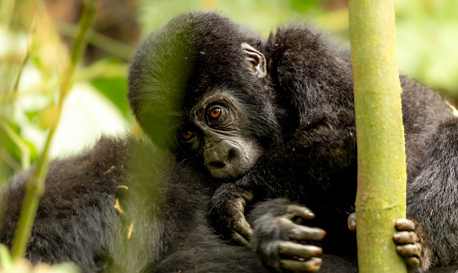 Mountain Gorillas in Rwanda