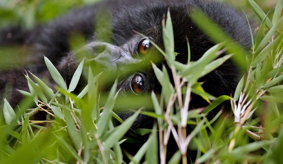Nkuringo region of Bwindi