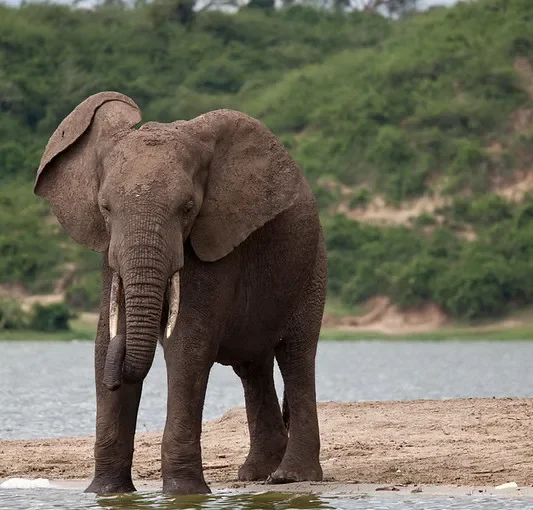 Organizing a fly-in safari to Queen Elizabeth National Park.