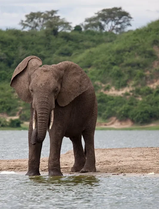 Organizing a fly-in safari to Queen Elizabeth National Park.
