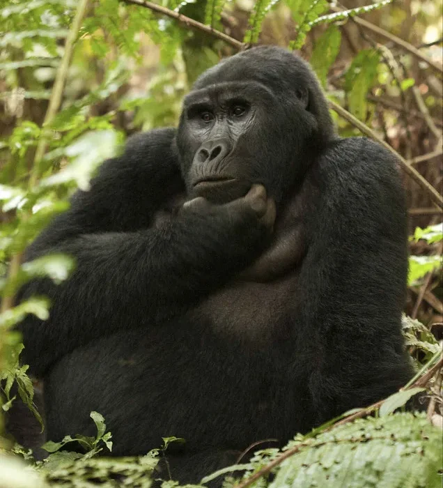 Organizing a flying gorilla safari to Buhoma during Christmas.