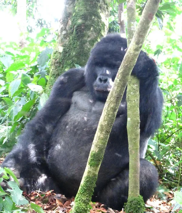 Organizing a flying safari to Buhoma to see gorillas