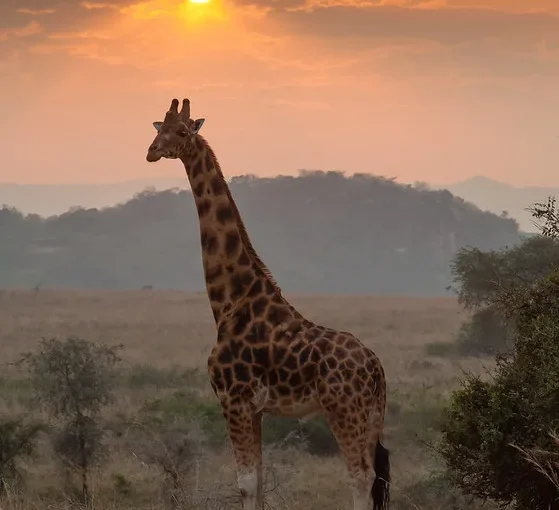 Flying safari to Kidepo