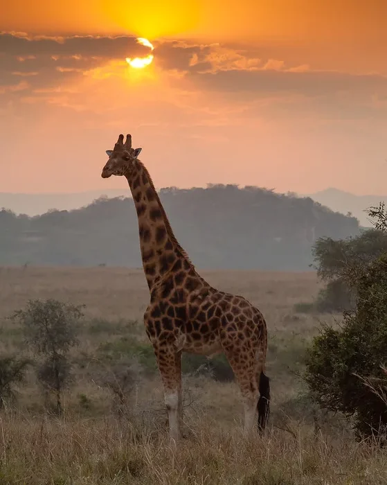 Organizing a flying safari to Kidepo National Park.