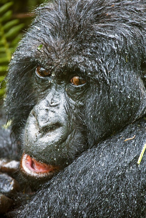 Organizing a flying safari to Ruhija