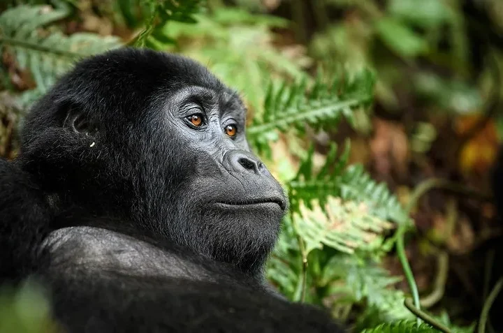 Organizing a luxury gorilla safari holiday to Buhoma during high season