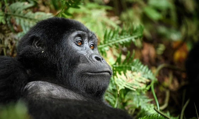 Organizing a luxury gorilla safari holiday to Buhoma during high season