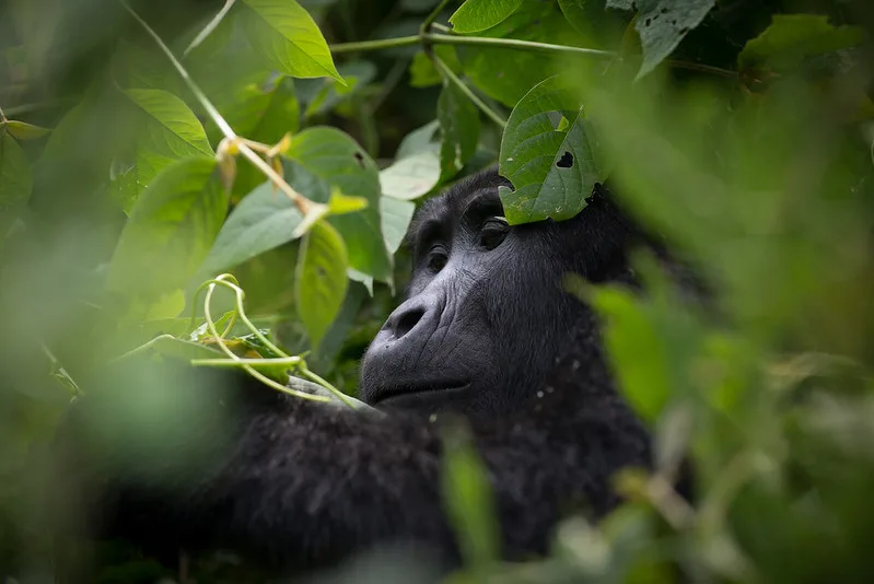 Organizing a luxury gorilla tour to Rushaga during high season