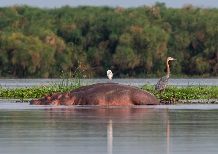 Organizing flying safaris to Murchison Falls National Park
