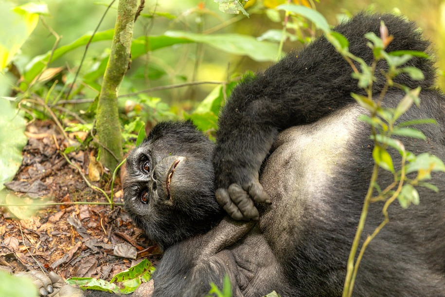 Planning a Gorilla Tour in Uganda