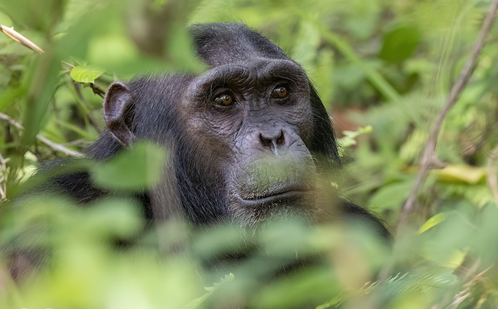Planning a Gorilla Tour in Uganda
