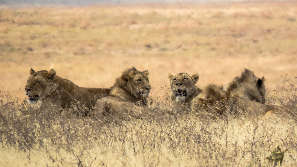 Planning a Honeymoon Holiday in Tanzania