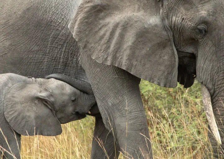 Planning a Super Luxury Safari to Uganda