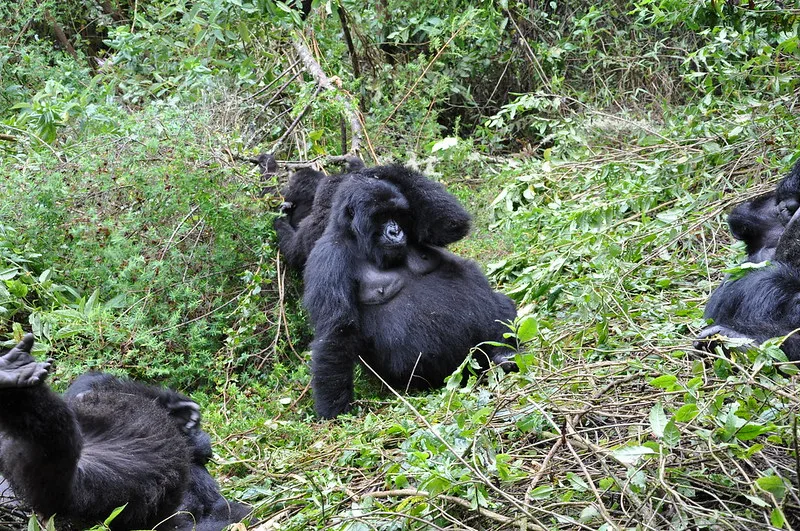 Planning a Uganda Gorilla Safari During Covid-19.