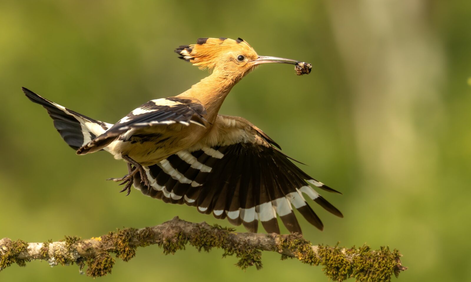 Planning a Uganda Safari