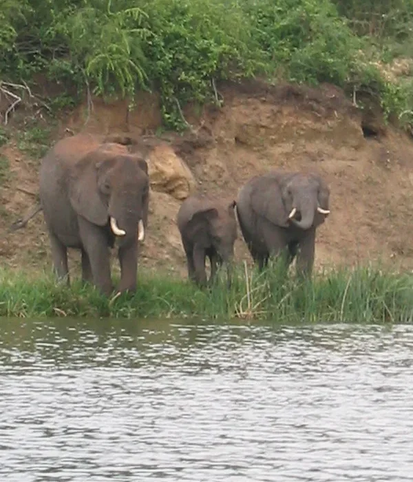 Planning a Uganda safari from Spain.