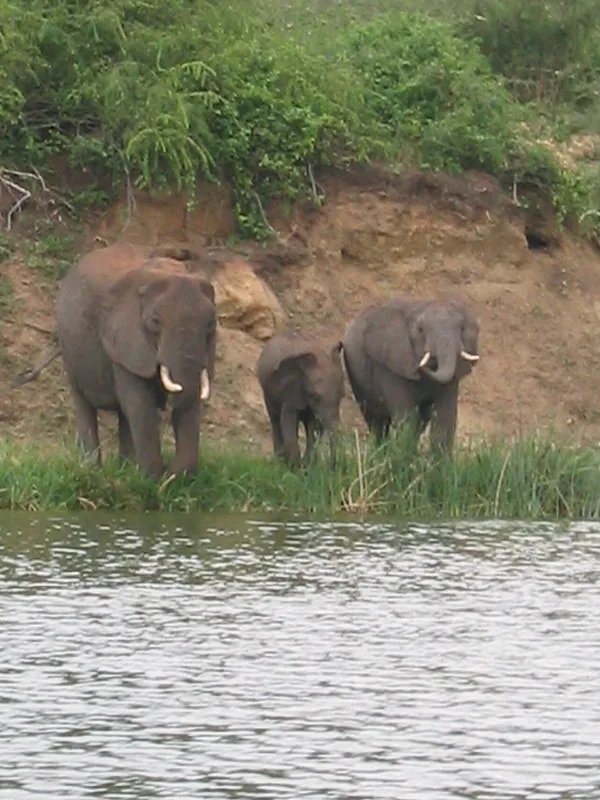 Planning a Uganda safari from Spain.