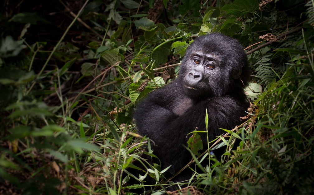Primate trekking safaris in Uganda