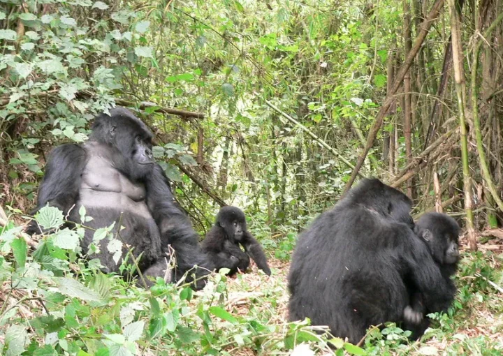 Booking Uganda gorilla trekking