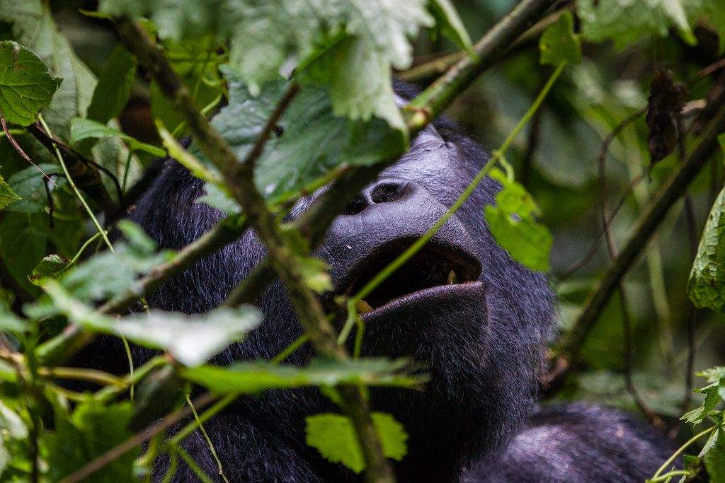 Questions about Volcanoes National Park