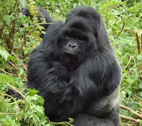 Reasons to Trek Gorillas in Uganda.