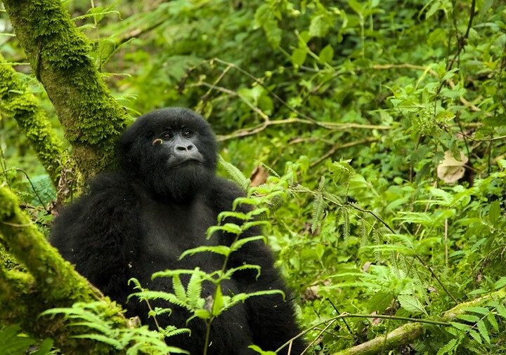 Reschedule Rwanda Gorilla Trekking