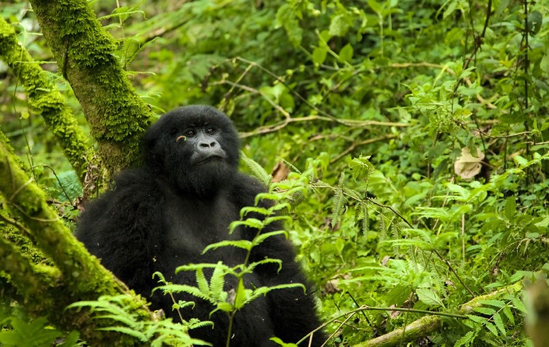 Reschedule Rwanda Gorilla Trekking