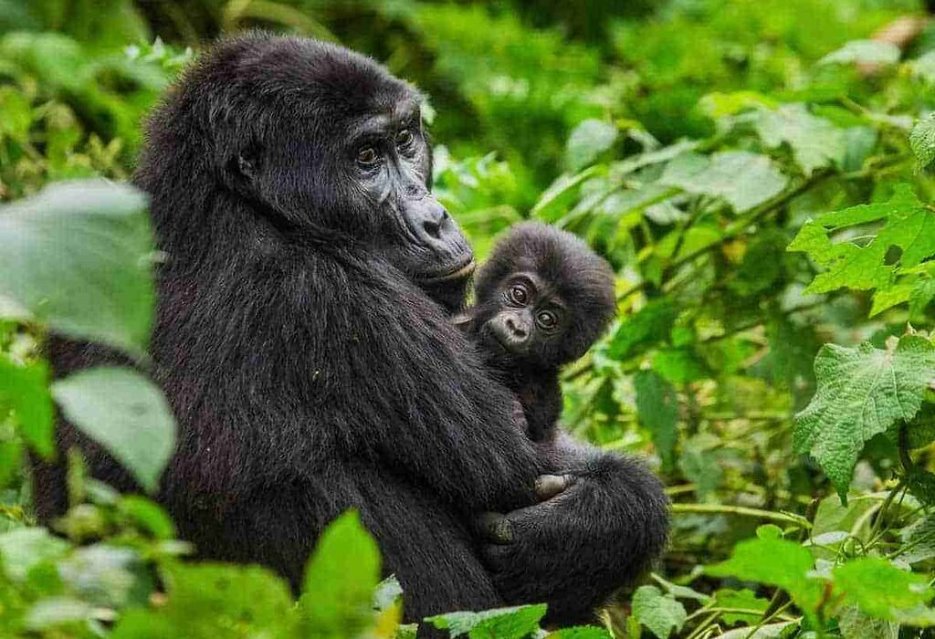 Rescheduling of gorilla permits