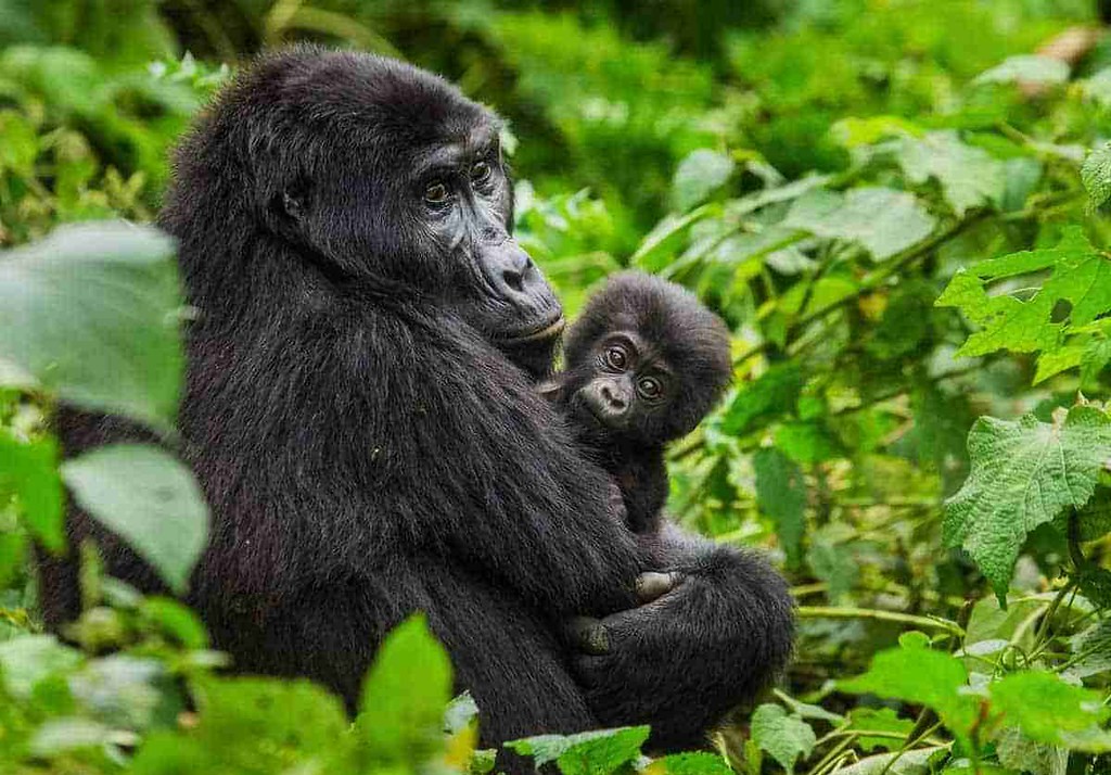 Rescheduling of gorilla permits
