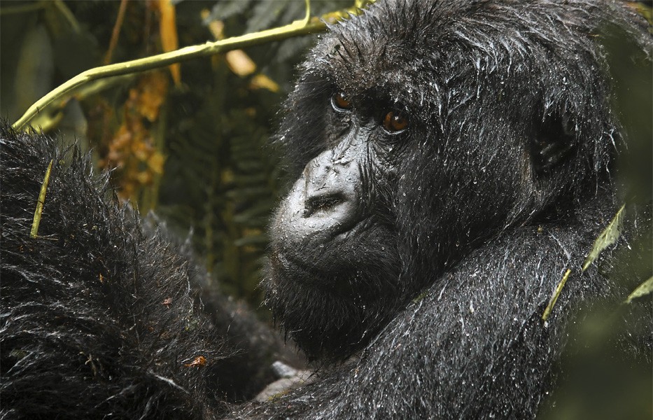 Road trip to Bwindi impenetrable