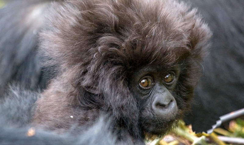 Ruhija region of Bwindi