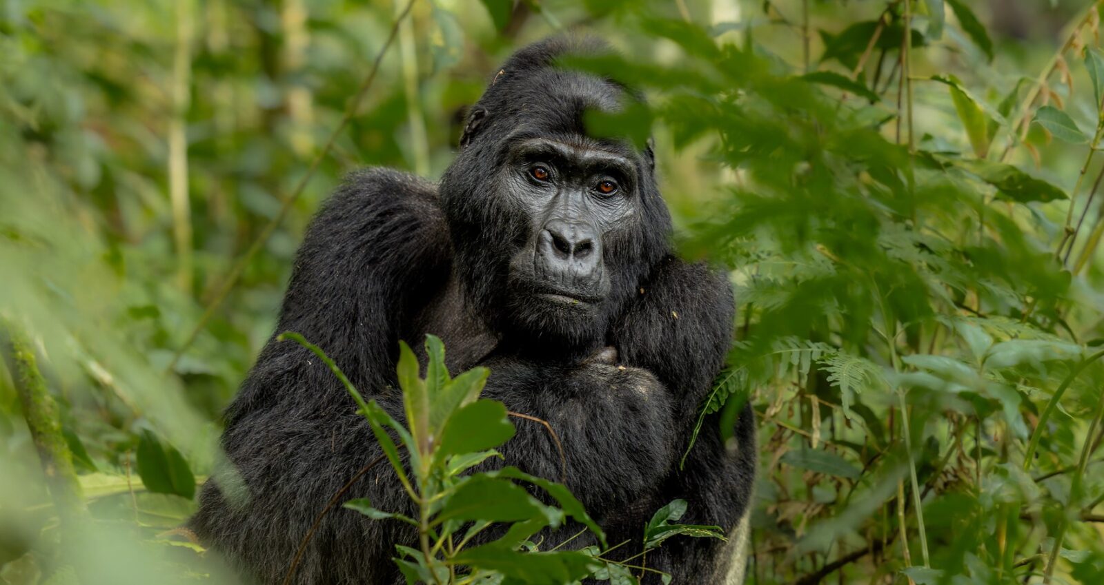 Rushaga region of Bwindi