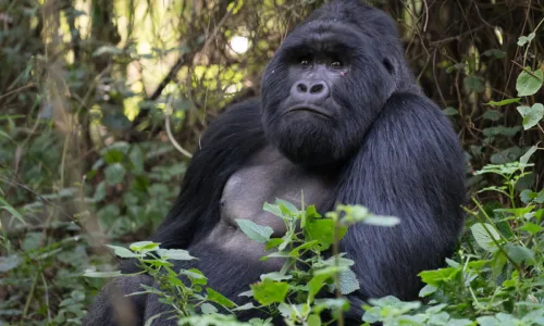 Rwanda Gorilla Trekking and safari holidays from the United Kingdom.