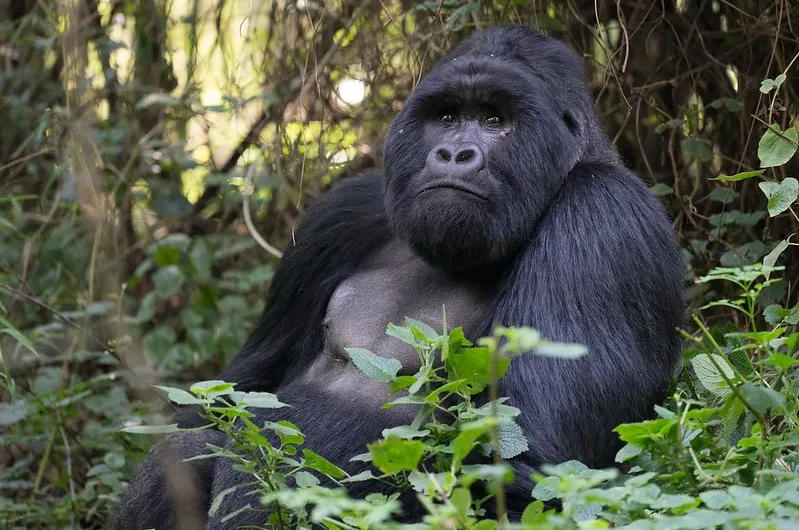 Rwanda Gorilla Trekking and safari holidays from the United Kingdom.