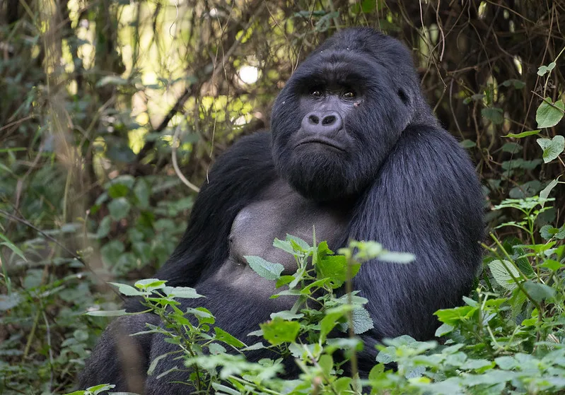 Rwanda Gorilla Trekking and safari holidays from the United Kingdom.