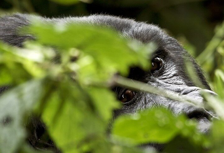 Rwanda Luxury Gorilla Tracking
