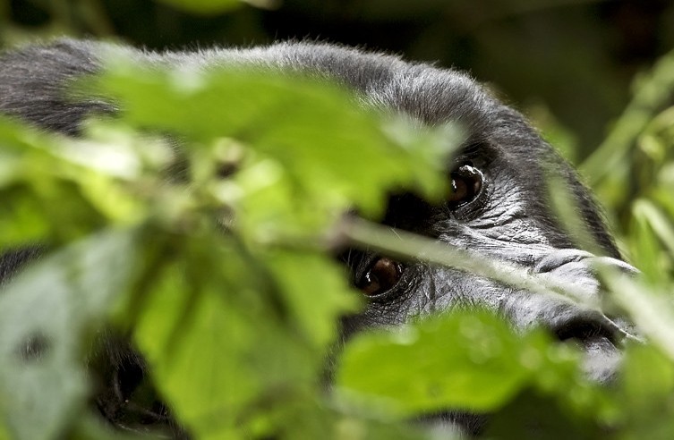 Rwanda Luxury Gorilla Tracking