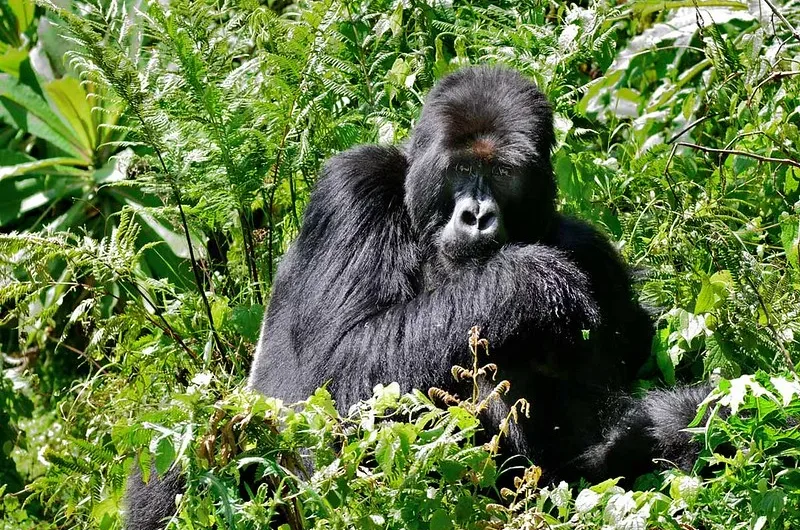 Rwanda Suspends Gorilla trekking activity in Volcanoes National Park due to COVID-19