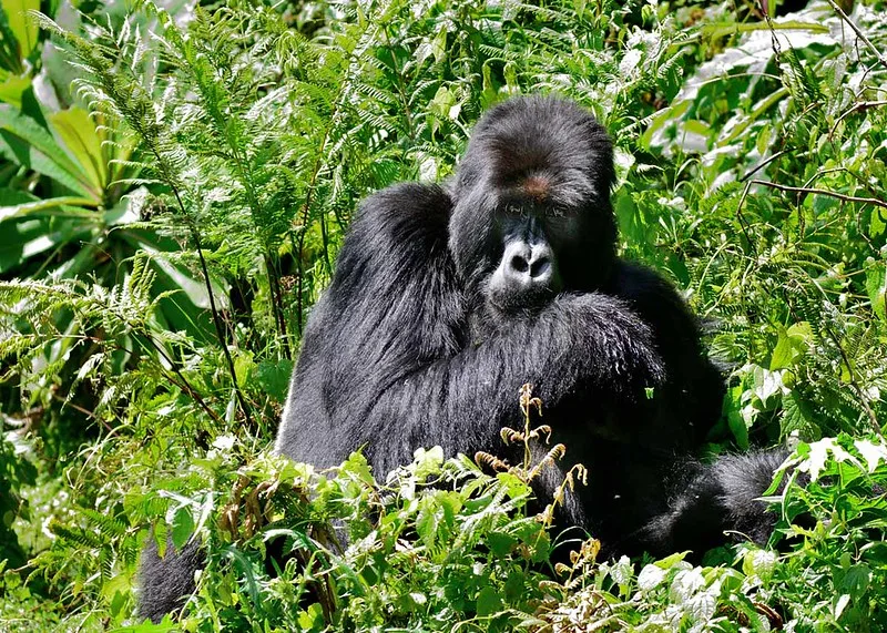 Rwanda Suspends Gorilla trekking activity in Volcanoes National Park due to COVID-19