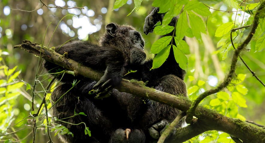 Rwanda gorilla and chimp trekking