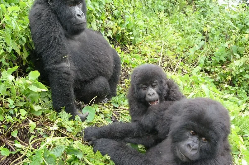 Rwanda gorilla trekking and safari trips from Canada