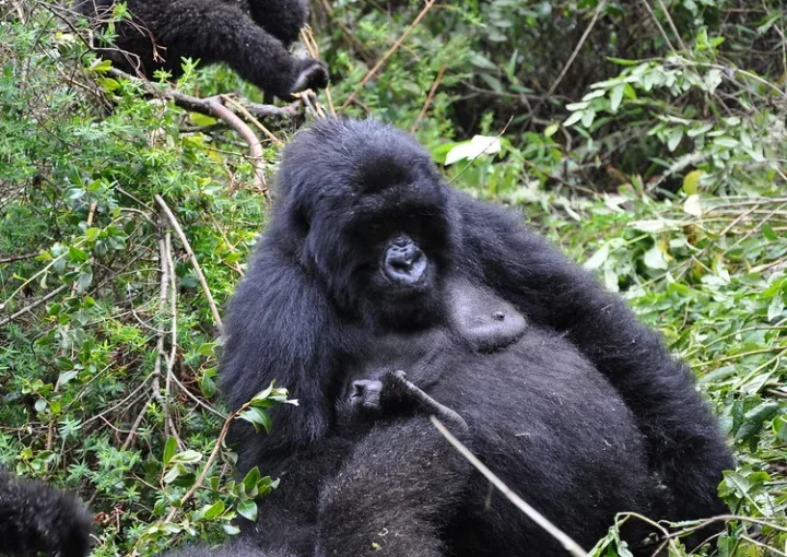 Rwanda reduces the number of Visitors Per gorilla family from8 to 6 in the New Normal