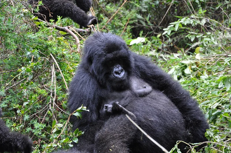 Rwanda reduces the number of Visitors Per gorilla family from8 to 6 in the New Normal