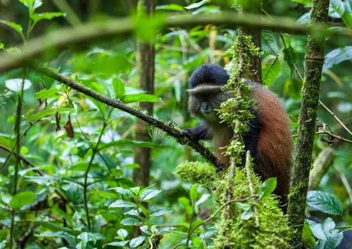 Rwanda reduces the number of Visitors per Golden Monkey family from 16 to 15 in the New Normal.