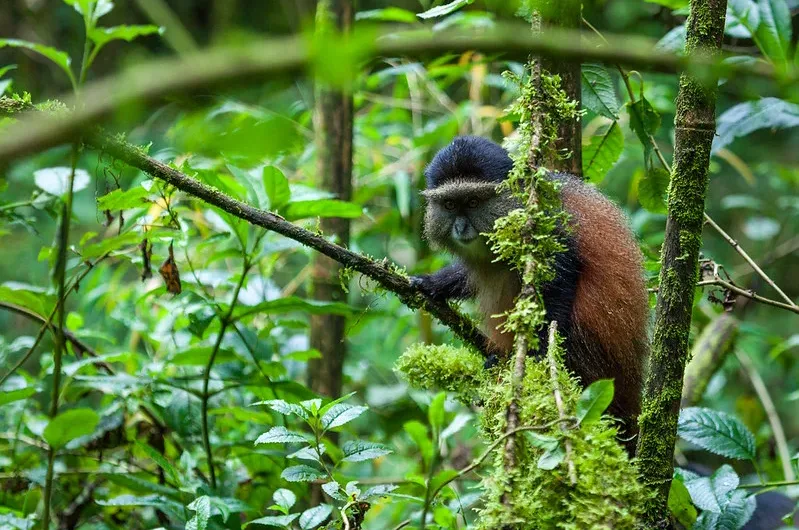 Rwanda reduces the number of Visitors per Golden Monkey family from 16 to 15 in the New Normal.